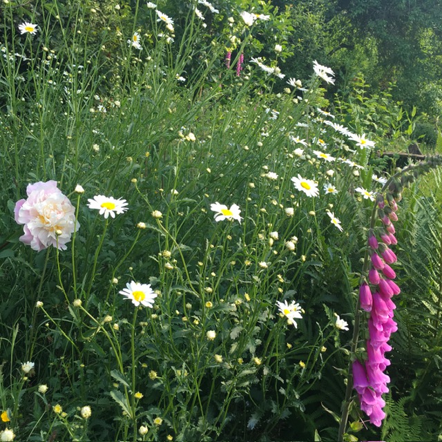 A fox glove standing amidst some ox eye daisies with also a field scabious flower