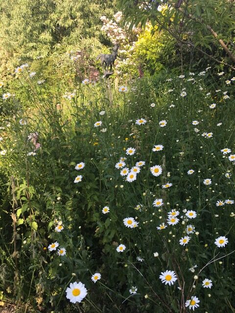 Ox eye daisies in the garden