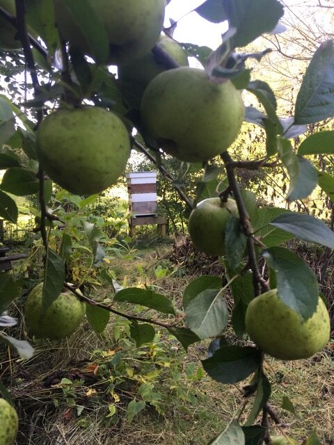 A close up of some apples on a tree with a beehive beyond